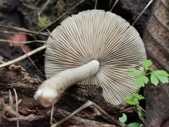 Coprinopsis melanthina