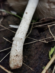 Coprinopsis melanthina