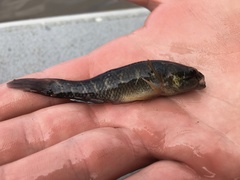 Dormitator maculatus