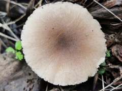 Coprinopsis melanthina
