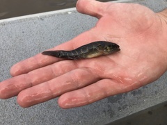 Dormitator maculatus