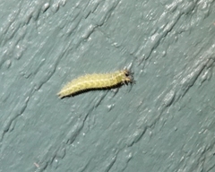 Apaturinae