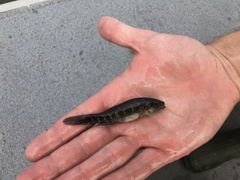 Dormitator maculatus