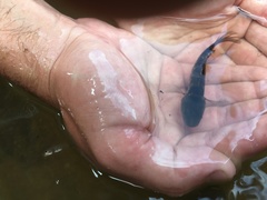 Dormitator maculatus