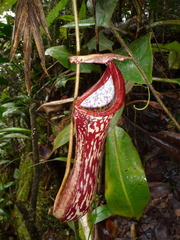 Nepenthes stenophylla