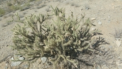 Cylindropuntia acanthocarpa