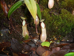Nepenthes tentaculata