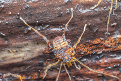 Neogonyleptes docilis