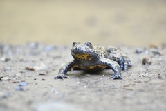 Bombina variegata pachypus