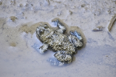 Bombina variegata pachypus