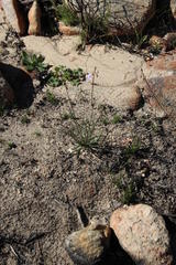 Heliophila carnosa