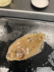 Citharichthys spilopterus