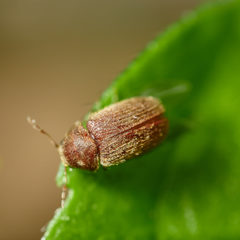 Stegobium