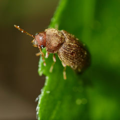 Stegobium