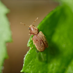 Stegobium