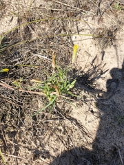 Tragopogon ucrainicus