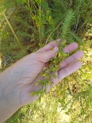 Ericameria pinifolia