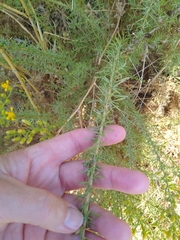 Ericameria pinifolia