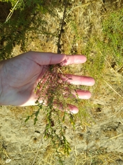 Ericameria pinifolia
