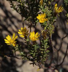 Oedera sedifolia