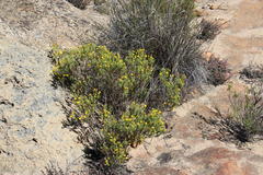 Oedera sedifolia