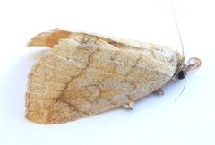 Isogona punctipennis