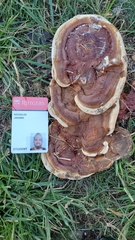 Ganoderma sessile