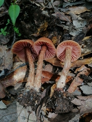 Laccaria squarrosa