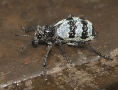 Aegorhinus superciliosus