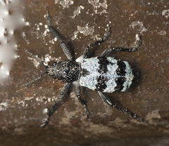 Aegorhinus superciliosus