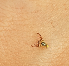 Procecidocharoides pullata