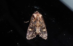 Ichneutica skelloni