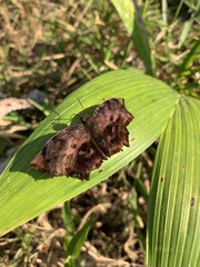 Achlyodes