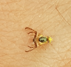 Procecidocharoides pullata