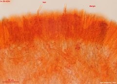 Lambertella copticola