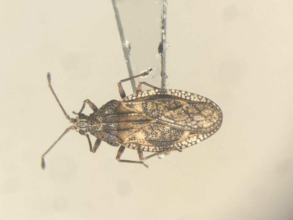 Physatocheila variegata