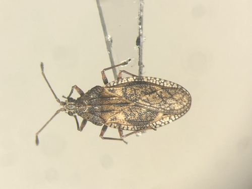 Physatocheila variegata