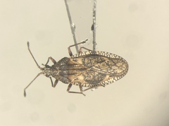 Physatocheila variegata