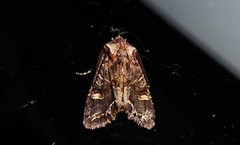 Ichneutica skelloni