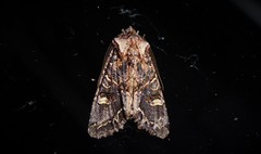 Ichneutica skelloni