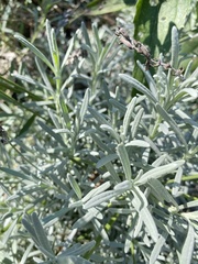 Lavandula
