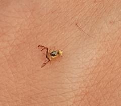 Procecidocharoides pullata