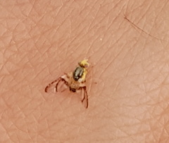 Procecidocharoides pullata