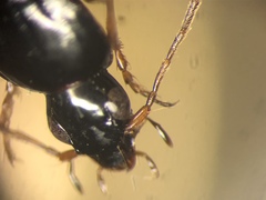 Agonum palustre
