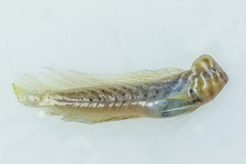 Omobranchus anolius