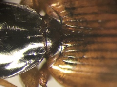 Agonum palustre