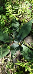 Agave asperrima