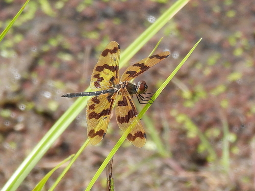 Graphic Flutterer photo 5