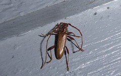 Eburida quadriguttata