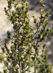 Cliffortia teretifolia